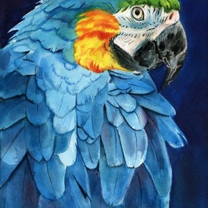 Macaw Parrot art Print of my watercolor painting Mac