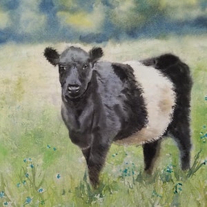 Belted Galloway cow art Print of my watercolor painting farm realistic huge big large black white oreo custom hand painted handmade