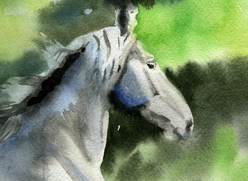 Friesian Horse Art Warmblood Yearling Print of a Etsy