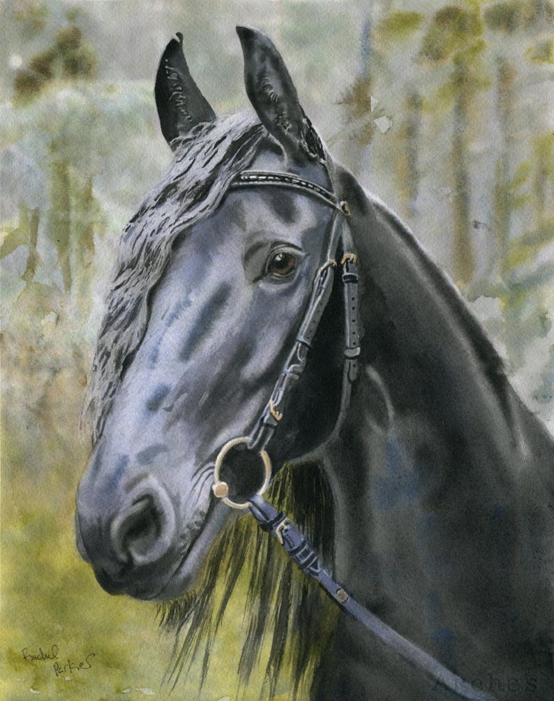 friesian horse art morgan warmblood print of a watercolor