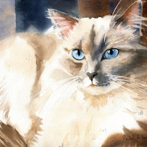 Ragdoll Siamese Cat Art Print of my Watercolor Ragdoll large big huge hand painted Himalayan