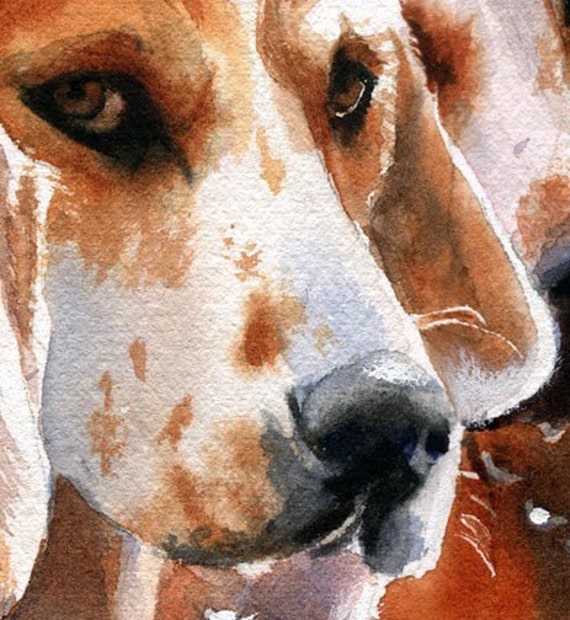 Penn marydel foxhounds for sale 2025