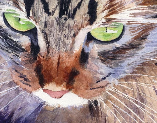 Maine Coon Tabby Cat Art Print of My Watercolor Painting .pepper. - Etsy