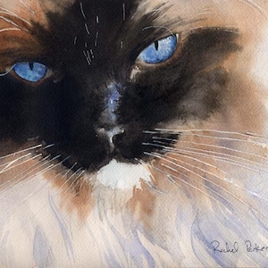 Himalaya Ragdoll Siamese Kat Art Print van mijn Aquarel Grote Grote Grote Jumbo Custom Handgeschilderde Seal Chocolate Point