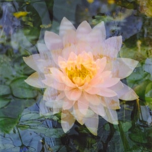 floating lotus: zen decor. abstract floral art. nature photography. serene flower photo. surreal photography. multiple exposure 35mm. Taoist image 10