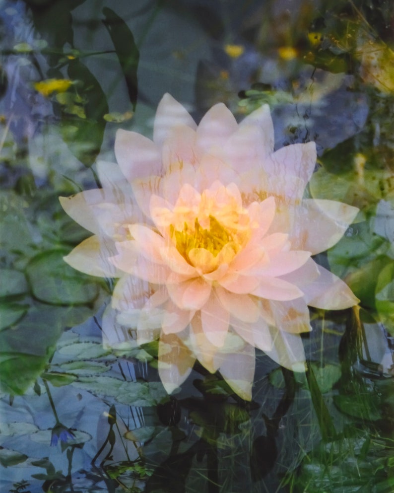 floating lotus: zen decor. abstract floral art. nature photography. serene flower photo. surreal photography. multiple exposure 35mm. Taoist image 10