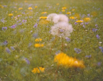 dandelion field: nature photography. spring flower photography. dandelion yellow floral photo. colorful fine art. multiple exposure photo.