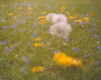 dandelion field: fotografía de naturaleza. fotografía de flores de primavera. foto floral amarilla de diente de león. bellas artes coloridas. foto de exposición múltiple.