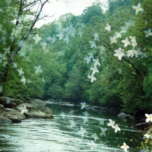 river flora: nature photography. surreal photograph. dreamy photo. flower photo. enchanted forest fairytale woods. multiple exposure photo. image 1