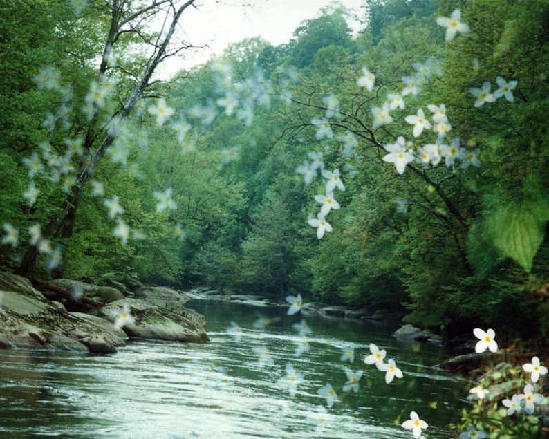 river flora: nature photography. surreal photograph. dreamy photo. flower photo. enchanted forest fairytale woods. multiple exposure photo. image 1