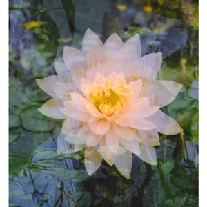 floating lotus: zen decor. abstract floral art. nature photography. serene flower photo. surreal photography. multiple exposure 35mm. Taoist image 1