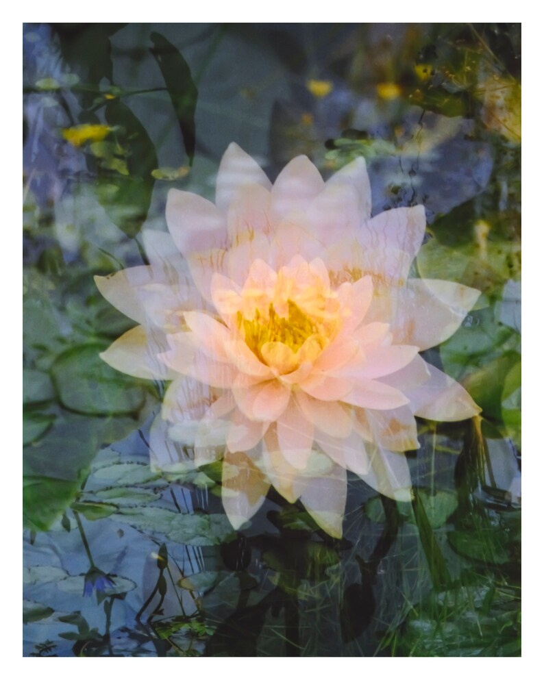 floating lotus: zen decor. abstract floral art. nature photography. serene flower photo. surreal photography. multiple exposure 35mm. Taoist image 1
