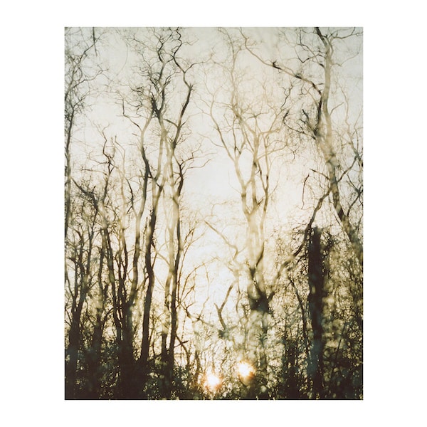 faded forest: nature photography. ethereal winter woods sunset photo. monochromatic decor. enchanted forest wall art print multiple exposure