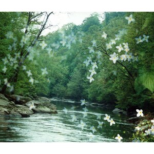 river flora: nature photography. surreal photograph. dreamy photo. flower photo. enchanted forest fairytale woods. multiple exposure photo. image 10