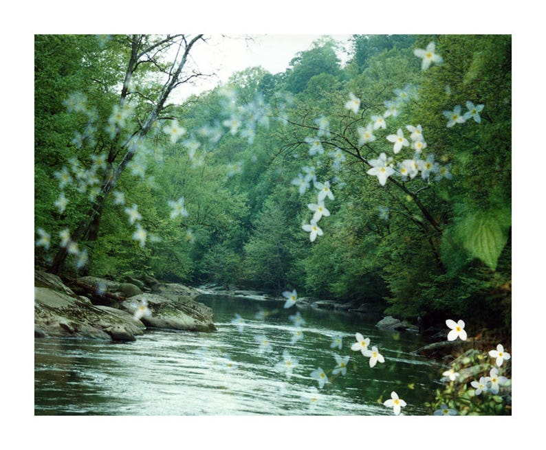 river flora: nature photography. surreal photograph. dreamy photo. flower photo. enchanted forest fairytale woods. multiple exposure photo. image 10