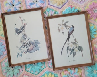 Vintage Set of 2 Framed Audubon Bird Lithograph Prints Fork Tailed Flycatcher and Yellow Bellied Sapsucker Birds of America