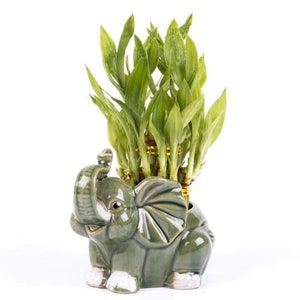 May include: A green ceramic elephant planter with a green leafy plant growing inside. The planter has a textured surface and white accents.