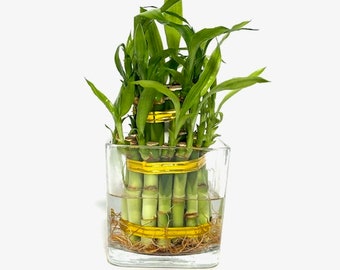 Two Tier Lucky Bamboo Indoor Live Plant in Glass Square Vase, Live Lucky Bamboo, Feng Shui Plant, Dracaena Sanderiana, Bamboo Arrangement