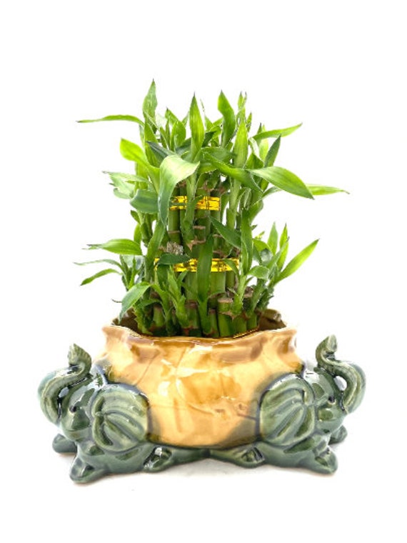 Three Tier Lucky Bamboo 3 Head Elephant Arrangement and Free Plant Food  Included - Etsy
