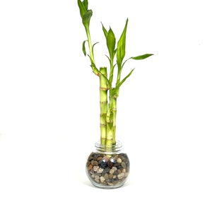 May include: A Lucky Bamboo plant in a clear, round glass jar filled with small, multicolored pebbles. The bamboo stalks are a light green color, with vibrant green leaves sprouting from the top. The plant is set against a clean white background.
