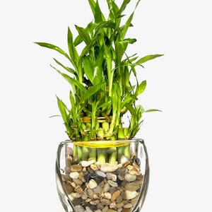 Three Tier Lucky Bamboo Indoor Live Plant in Glass Square Vase With Multi-Toned River Pebbles, Live Lucky Bamboo, Feng Shui Plant,