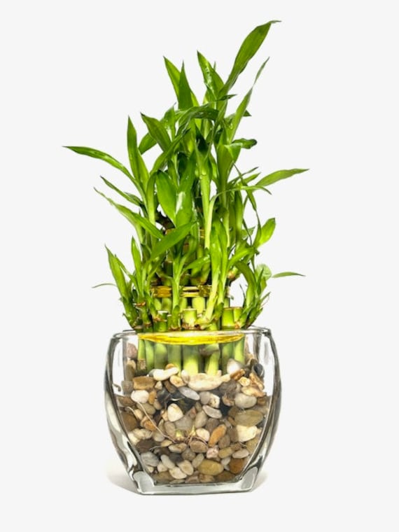 elephant palm plant Ponytail Palm — Jolly Green Nursery main image 1