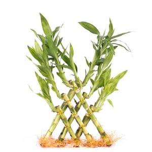 Lucky Bamboo Pyramid - Etsy