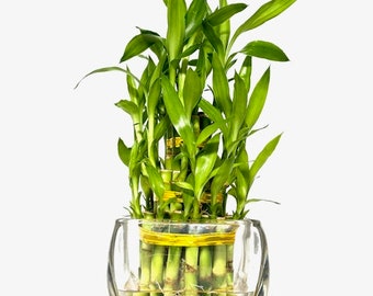 Three Tier Lucky Bamboo Indoor Live Plant in Glass Square Vase, Live Lucky Bamboo, Feng Shui Plant, Dracaena Sanderiana, Bamboo Arrangement