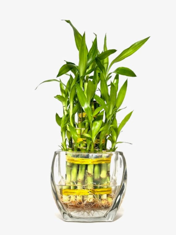 Three Tier Lucky Bamboo Indoor Live Plant in Glass Square Vase, Live Lucky  Bamboo, Feng Shui Plant, Dracaena Sanderiana, Bamboo Arrangement - Etsy