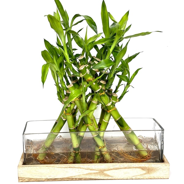 Live Lucky Bamboo Three Layer Pyramid In Rectangle Glass and Wood Planter Home Decor Indoor Live Plant Arrangement