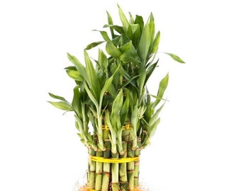 3 Tier 4" 6" 8" Lucky Bamboo stalks for Feng Shui (Total About 34 Stalks) The Most Elegant Bamboo with FREE Plant food