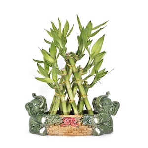 May include: A green lucky bamboo plant in a ceramic pot shaped like two elephants. The pot is brown and has a woven pattern. The elephants have green bodies and red accents.