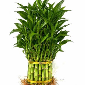May include: A vibrant green lucky bamboo plant, featuring multiple stalks bound together with gold bands. The plant has lush, green leaves and visible roots, set against a clean white background. This decorative plant is a popular choice for home decor.