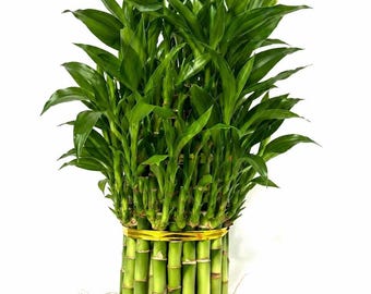 Larger 3 Tier 5” 7” 9” Lucky Bamboo stalks for Feng Shui (Total About 34 Stalks) The Most Elegant Bamboo with FREE Plant food