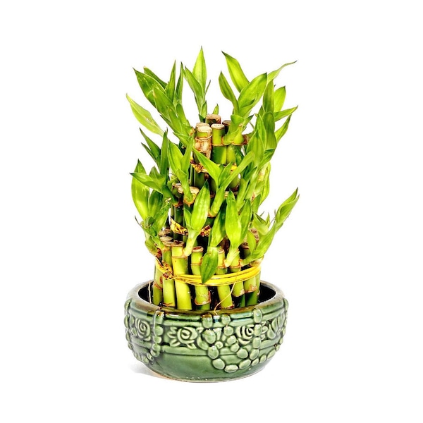 Three Layer Lucky Bamboo Arrangement for Indoor Home/Office Decor with FREE Plant Food Included