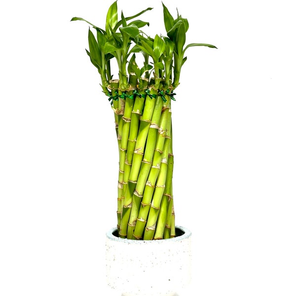 Live Tornado Lucky Bamboo Indoor House Plant and Office Decor with FREE Plant Food