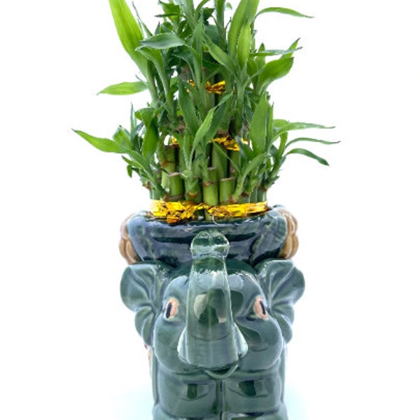 Three Tier Lucky Bamboo Green Elephant Arrangement with FREE Plant Food