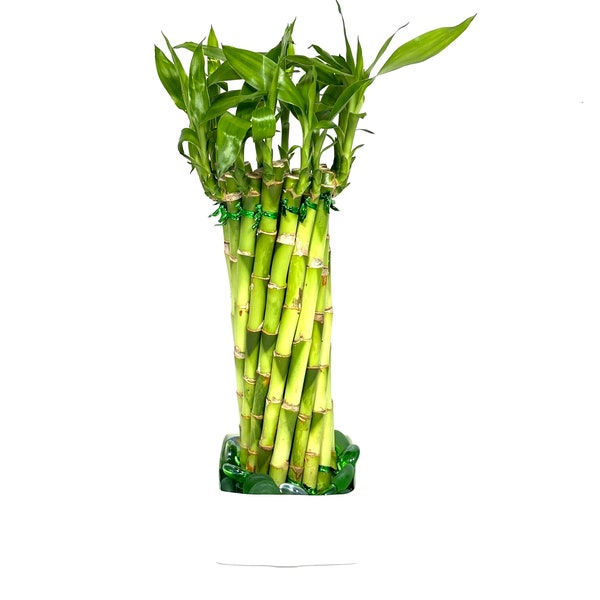 Tornado Lucky Bamboo Live Plant Arrangement In White Ceramic Pot With Green Marbles and FREE Plant Food