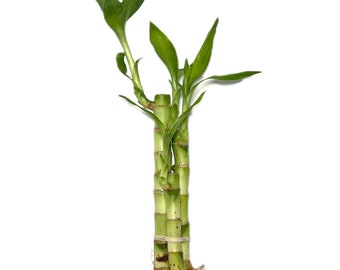 3 Stalk Live Lucky Bamboo Plant (1x - 6" Stalk, 1X - 4" Stalks,1X - 8" Stalks) - Live Indoor Houseplants for Home Decor, Live Bamboo Plant