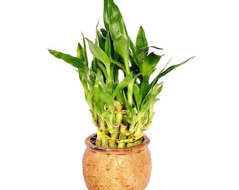 where can i get a money tree Money Tree 10" Std
