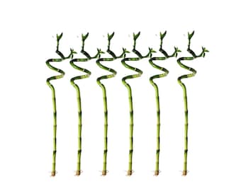 Lucky Bamboo Spiral – 5 Stalks (18” Tall) | Indoor House Plant | Easy Care | Feng Shui Plant | Low Light Plant Gift