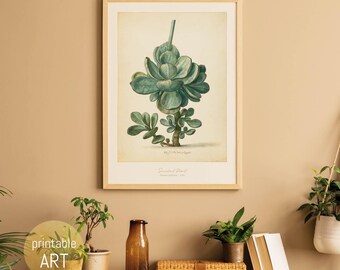 Illustration of a Succulent Plant | printable Wall Art | Poster | digital Download