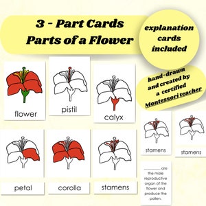 Części kwiatu 3-częściowe karty Montessori i wydrukowany plik PDF Flower Puzzle DIY Szablon