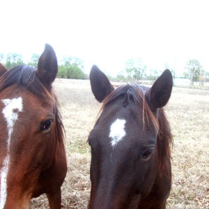 May include: Two brown horses with white markings on their faces stand in a field. The horse on the left has a white stripe down its nose, while the horse on the right has a white star on its forehead.