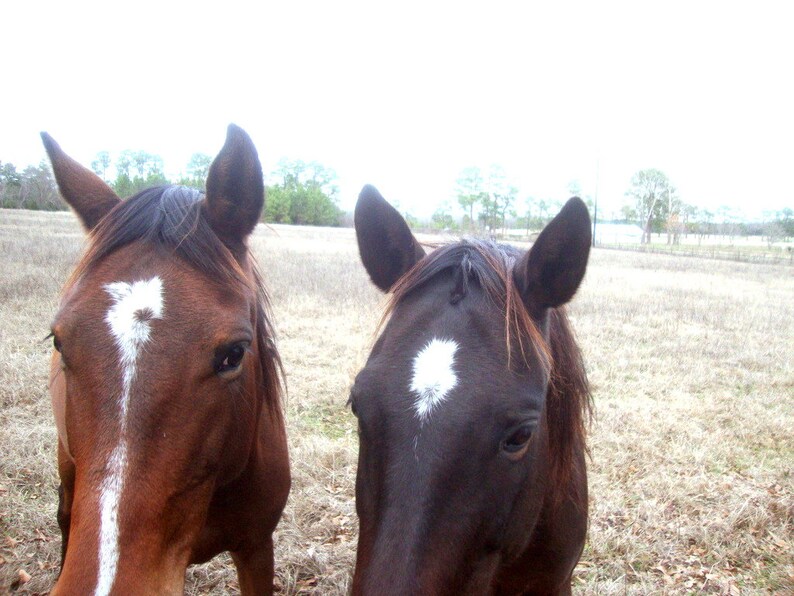 May include: Two brown horses with white markings on their faces stand in a field. The horse on the left has a white stripe down its nose, while the horse on the right has a white star on its forehead.