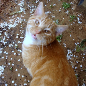 May include: A close-up of a ginger tabby cat with white markings on its chest and face. The cat is looking directly at the camera with its mouth slightly open, revealing its tongue. The cat is sitting on a brown surface with white flower petals scattered around it.