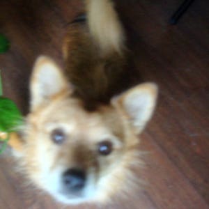 以下が含まれることがあります： 垂れ耳で茶色の目をした薄い茶色の犬のクローズアップ。犬はカメラを直接見ています。