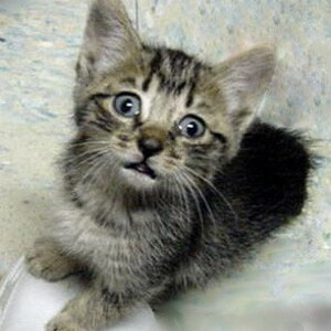 Puede incluir: Primer plano de un gatito atigrado con grandes ojos azules mirando directamente a la c&aacute;mara. El gatito tiene una expresi&oacute;n de sorpresa y est&aacute; sentado sobre una superficie blanca.