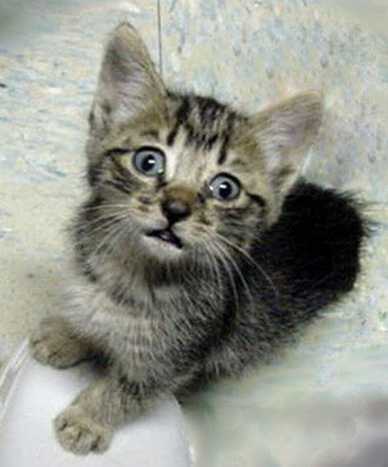 Puede incluir: Primer plano de un gatito atigrado con grandes ojos azules mirando directamente a la c&aacute;mara. El gatito tiene una expresi&oacute;n de sorpresa y est&aacute; sentado sobre una superficie blanca.
