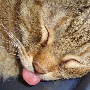 May include: A close-up of a brown tabby cat with its eyes closed, licking its lips. The cat's fur is soft and fluffy, and its tongue is pink.